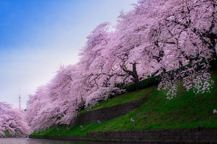 cherry-blossom-sakura-8