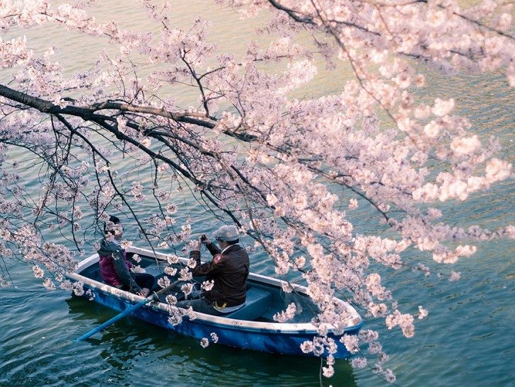 cherry-blossom-sakura-9