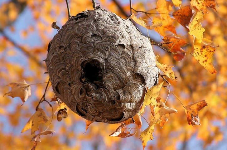 bizarre-and-beautiful-homes-build-by-animals-77265