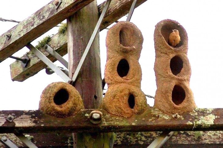 bizarre-and-beautiful-homes-build-by-animals-96371