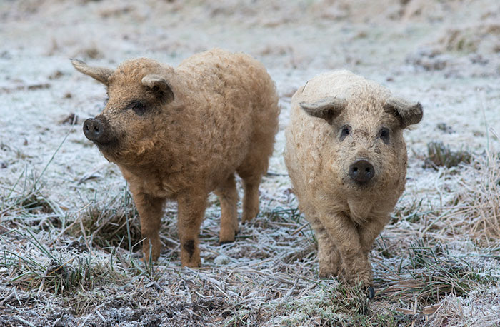 meet-furry-pigs-that-look-like-sheep-and-act-like-dogs-42623