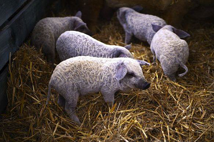 meet-furry-pigs-that-look-like-sheep-and-act-like-dogs-61630