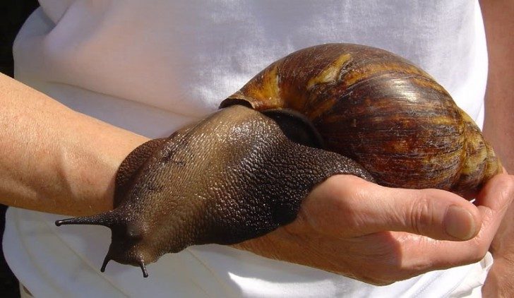 snail-2