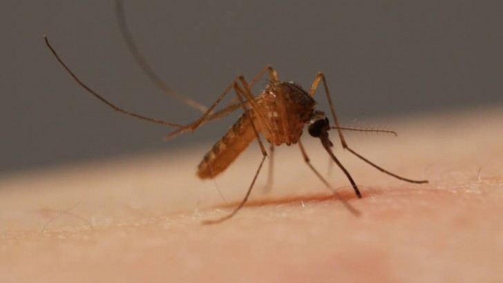 Anatomia ukąszenia, czyli jak komar to robi?