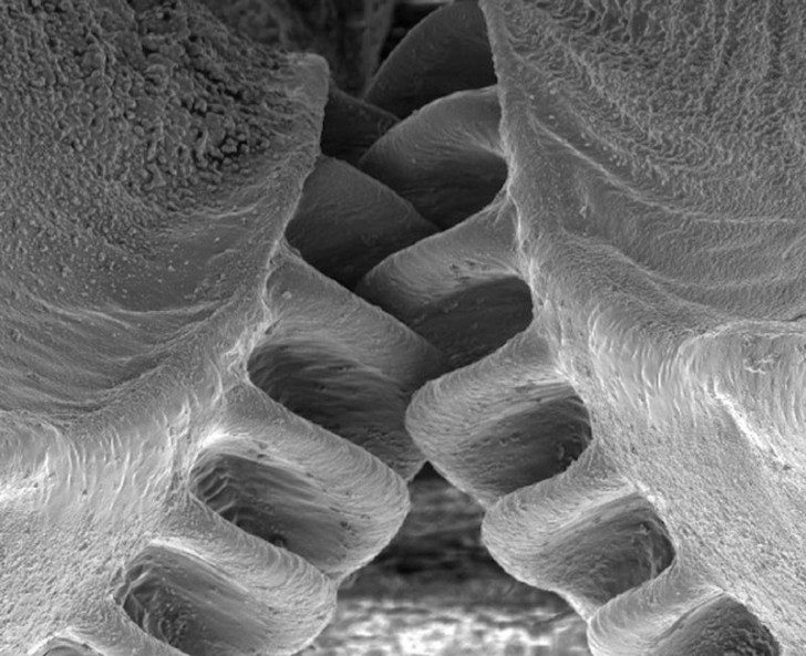 close-up-of-the-first-mechanical-gear-ever-found-in-nature-3