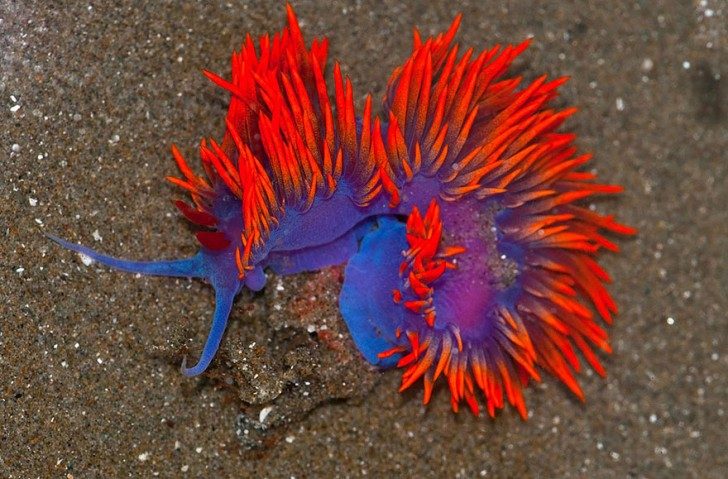 this-are-not-an-alien-creatures-just-a-weird-sea-slugs-17638