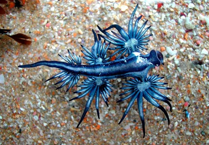 this-are-not-an-alien-creatures-just-a-weird-sea-slugs-22662