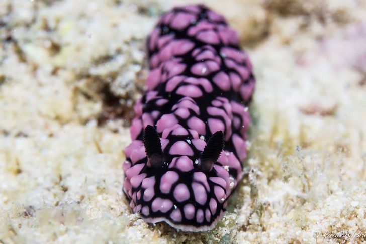 this-are-not-an-alien-creatures-just-a-weird-sea-slugs-35107