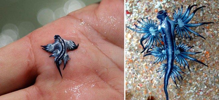 this-are-not-an-alien-creatures-just-a-weird-sea-slugs-35568