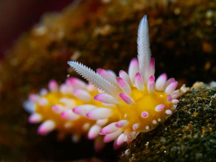 this-are-not-an-alien-creatures-just-a-weird-sea-slugs-40505