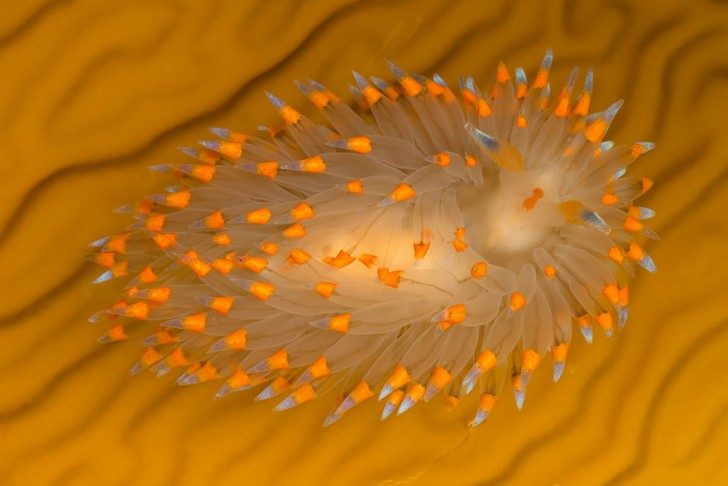 this-are-not-an-alien-creatures-just-a-weird-sea-slugs-41012