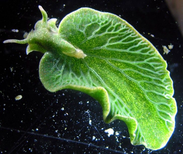 this-are-not-an-alien-creatures-just-a-weird-sea-slugs-43069