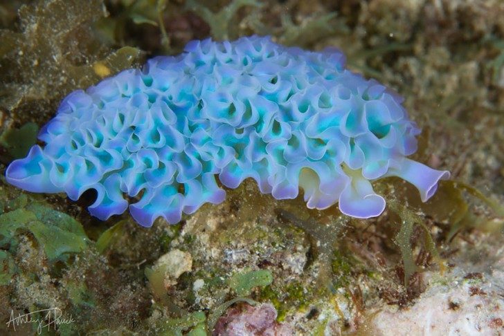 this-are-not-an-alien-creatures-just-a-weird-sea-slugs-51071