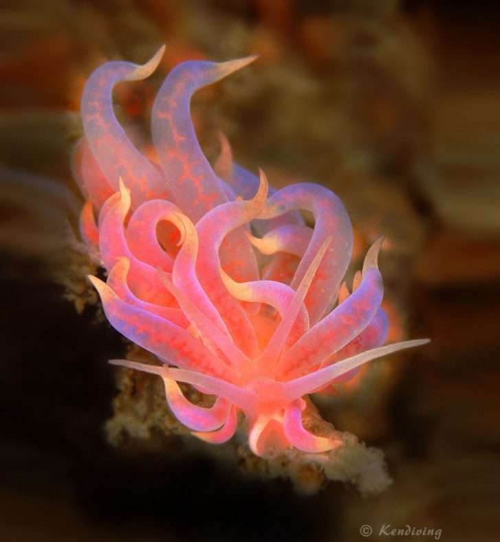 this-are-not-an-alien-creatures-just-a-weird-sea-slugs-57428