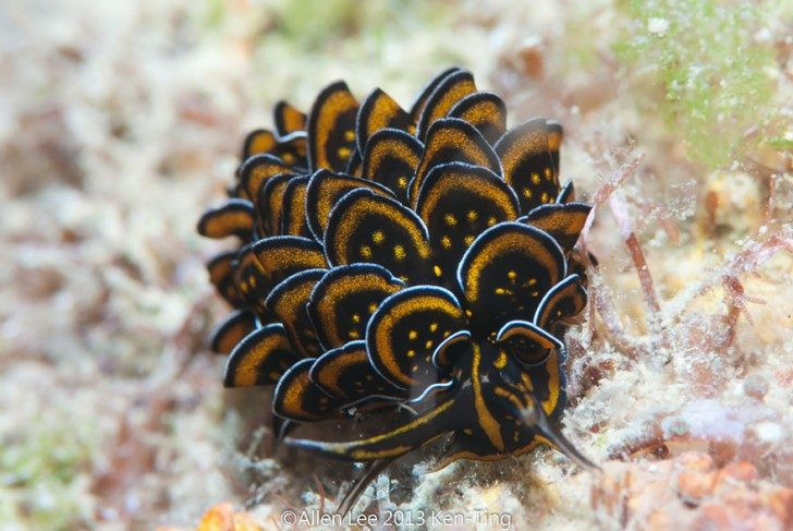 this-are-not-an-alien-creatures-just-a-weird-sea-slugs-59829