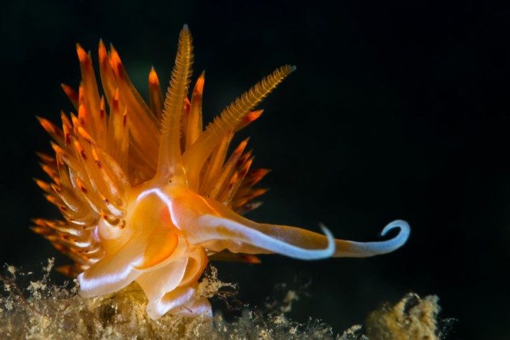 this-are-not-an-alien-creatures-just-a-weird-sea-slugs-62800