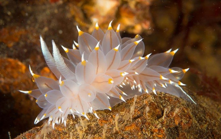 this-are-not-an-alien-creatures-just-a-weird-sea-slugs-84589