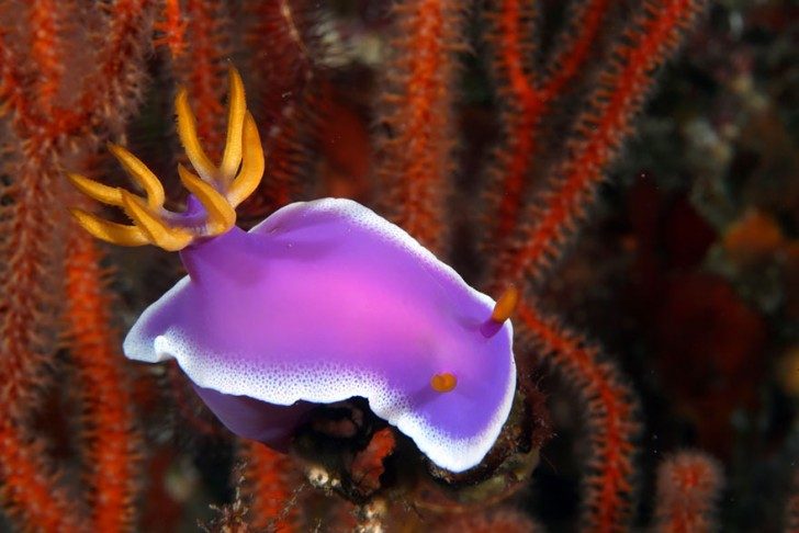 this-are-not-an-alien-creatures-just-a-weird-sea-slugs-90166