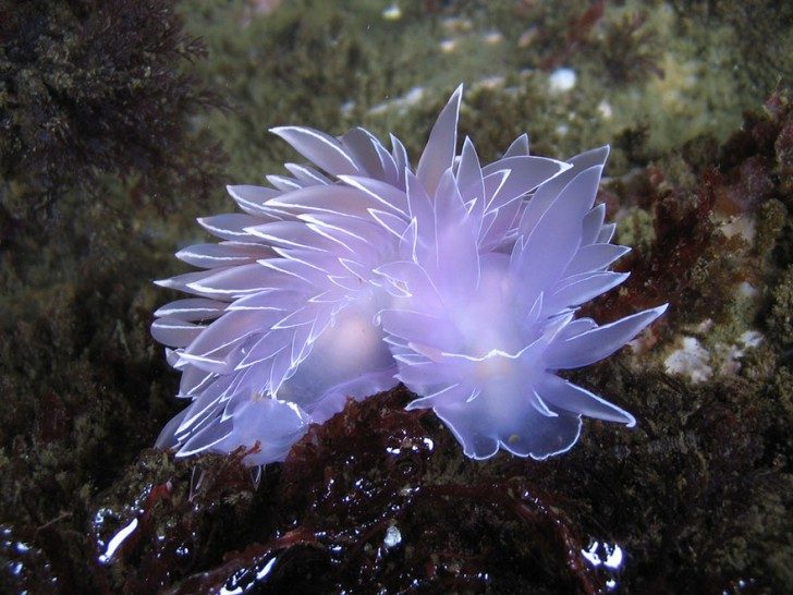 this-are-not-an-alien-creatures-just-a-weird-sea-slugs-99226