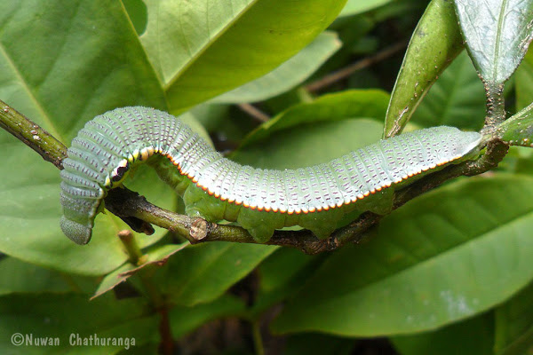 Caterpillar of Hebomoia glaucippe formosana-3