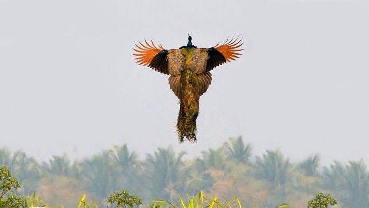 stunning-photos-of-peacocks-in-mid-flight-16212