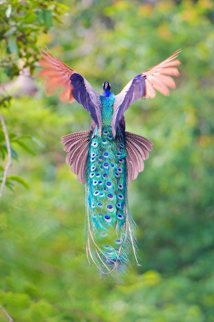 stunning-photos-of-peacocks-in-mid-flight-96401