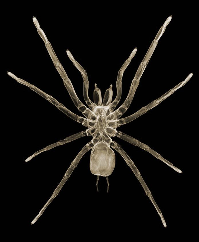 x-ray-spider
