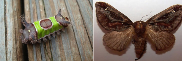 before-and-after-transformations-of-moths-and-butterflies-36675
