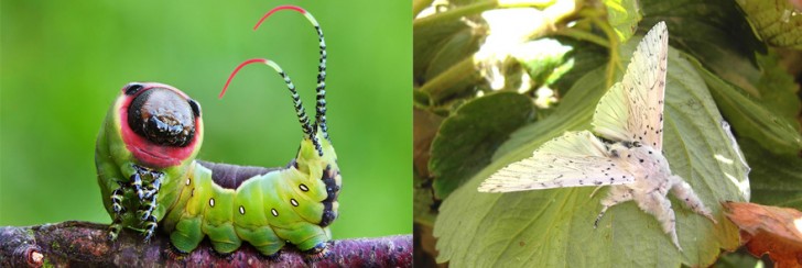 before-and-after-transformations-of-moths-and-butterflies-43263