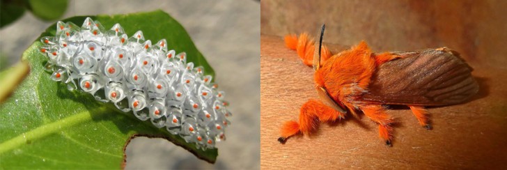 before-and-after-transformations-of-moths-and-butterflies-47913