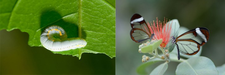 before-and-after-transformations-of-moths-and-butterflies-69455