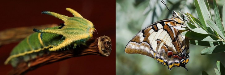 before-and-after-transformations-of-moths-and-butterflies-78816