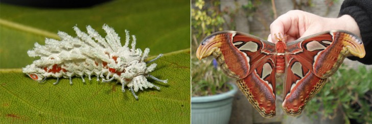 before-and-after-transformations-of-moths-and-butterflies-87428