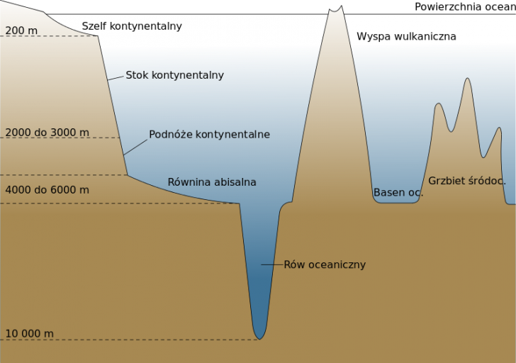 Formy ukształtowania dna oceanicznego. Źródło: wikipedia