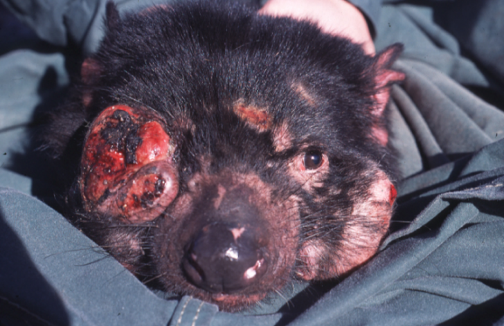Diabeł tasmański z objawami DFTD. Źródło: wikipedia