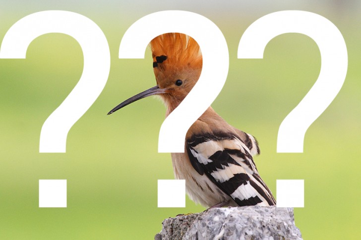 QUIZ: Czy potrafisz rozpoznać polskie ptaki?