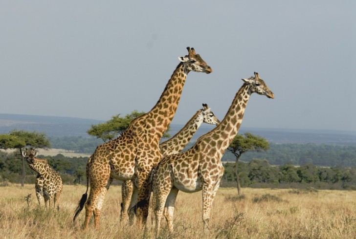 masai-giraffe