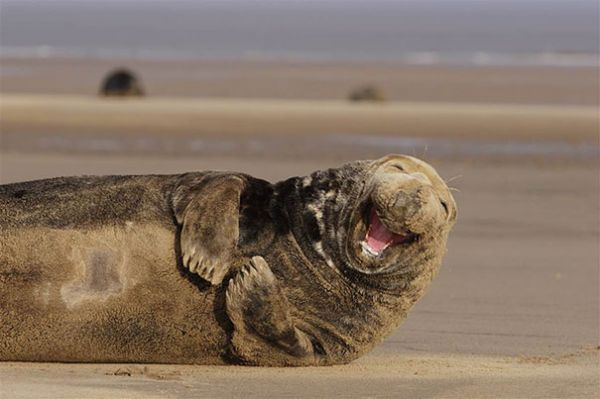 the-happiest-animals-in-the-world-13596-600x399