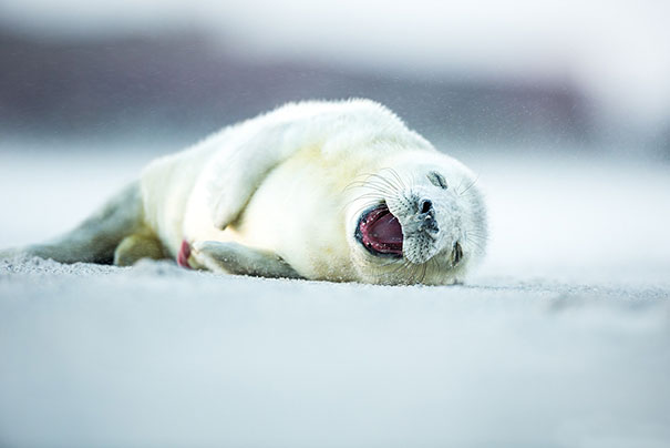 the-happiest-animals-in-the-world-16600