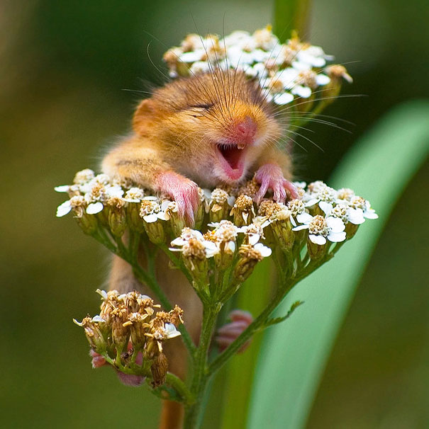the-happiest-animals-in-the-world-24659