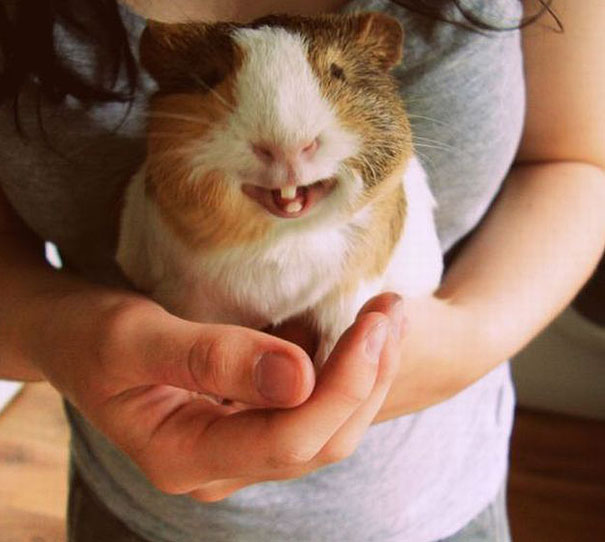the-happiest-animals-in-the-world-46824