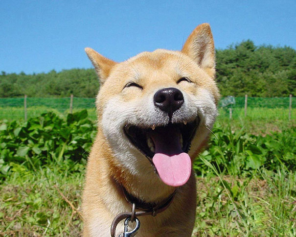 the-happiest-animals-in-the-world-63349