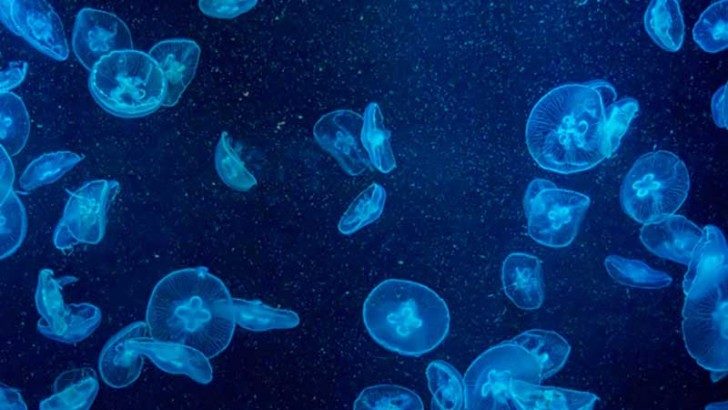 Związek o nazwie lucyferyna pozwala meduzom emitować światło.