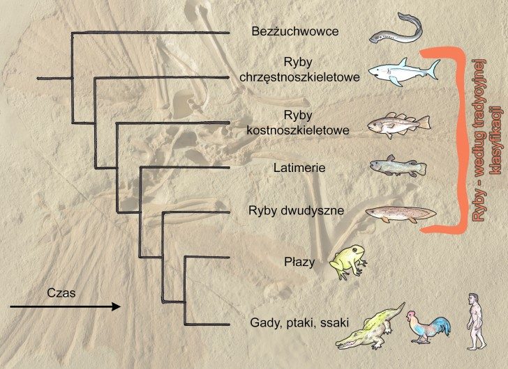Przedstawienie pokrewieństwa współczesnych kręgowców w postaci tzw. kladogramu. Każda linia (klad) rozdziela się wraz z upływem czasu na dwie, dając początek następnym liniom ewolucyjnym. Kręgowce dzielimy zatem na bezżuchwowce (podobne do ryb minogi) oraz żuchwowce, które z kolei rozdzielają się na ryby chrzęstnoszkieletowe (np. rekiny), oraz drugą linię dzielącą się na ryby kostnoszkieletowe (większość ryb, np. karpie) oraz następny klad dający początek rybokształtynm latimeriom, oraz kolejnemu kladowi. Ten z kolei daje początek rybom dwudysznym oraz kręgowcom lądowym. Ta ostatnia grupa dzieli się na dwie oddzielne linie: płazy oraz owodniowce, czyli gady, ptaki i ssaki.