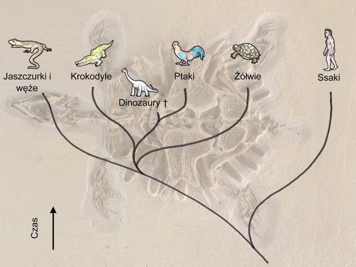 Schemat przedstawiający linie ewolucyjne kręgowców wyższych. Archaiczne gady ewoluowały, dając początek dwóm głównym liniom ewolucyjnym — ssakom oraz współczesnym gadom (a także wymarłym dinozaurom) i ptakom. W przypadku linii gadzio-ptaszej nastąpiło rozdzielenie na dwie części, dając początek jaszczurkom (i wężom) oraz linii, która ponownie podzieliła się na dwie, dając początek żółwiom, oraz linii ponownie dzielącej się na dwie — na krokodyle i dinozaury, z których wyewoluowały ptaki.
