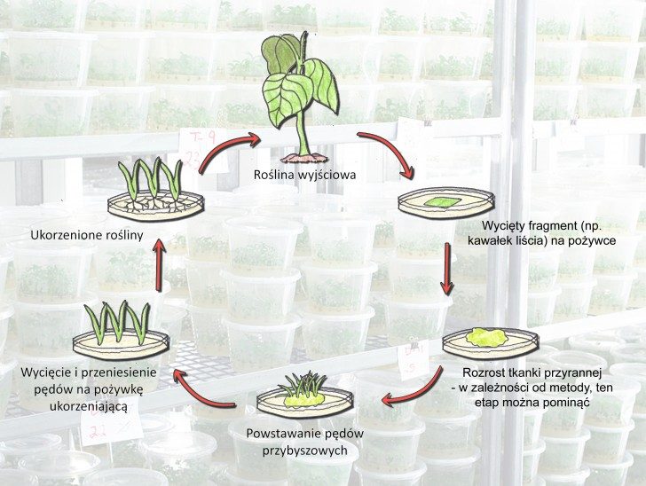 Rysunek przedstawia sześć etapów cyklu namnażania roślin w warunkach in vitro. W pierwszym z rośliny wyjściowej pobiera się fragment (np. kawałek liścia), który następnie hodowany jest na specjalnej pożywce. Po pewnym (kilku dni lub tygodni), na fragmencie tym zazwyczaj rozwija się obficie tkanka przyranna. Etap ten, można jednak pominąć w zależności od stosowanej metody. W kolejnym kroku na hodowanej tkance pojawiają się pędy przybyszowe, które wycina się i przenosi na pożywkę ukorzeniającą. Po upływie kilku dni lub tygodni wycięte pędy wypuszczają korzenie. Tak otrzymane rośliny są identyczne z rośliną wyjściową - cykl się zamyka.