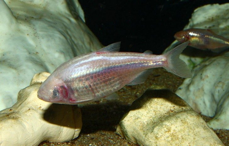Zdjęcie przedstawia Lustrzenia meksykańskiego ze ślepej populacji. Ryba nie posiada oczu. Jest srebrno-różowego koloru. Nie jest to jednak wynik pigmentacji, ale pokrycia łuskami (nadają srebrzysty kolor powodowany ich mikrostrukturą) oraz podskórnymi naczyniami krwionośnymi (różowy kolor) co najsilniej widać w okolicy mocno ukrwionych skrzeli, które są wręcz czerwone.