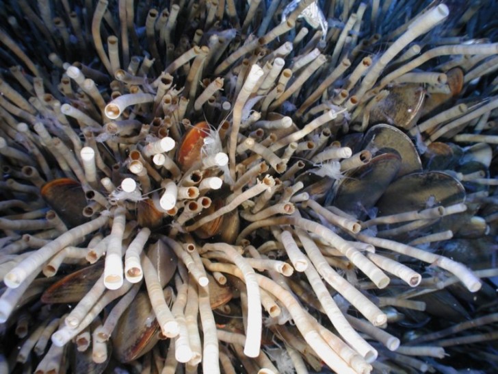 Na zdjęciu widoczne osobniki Escarpia laminata. Zwierzęta te żyją w koloniach przypominających ukwiały z raf koralowych. Wyglądają jak segmentowane rurki długości około 50 cm wyrastające z podmorskiego dna oceanicznego. U szczytu posiadają otwór pełniący funkcję syfonu.