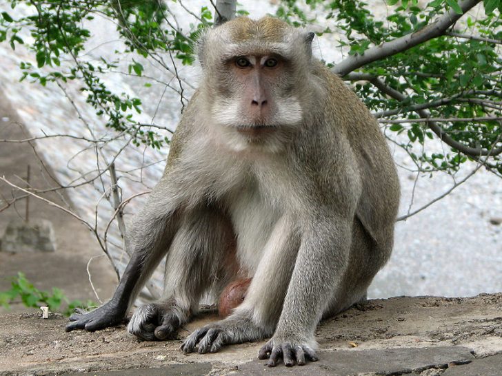 Na zdjęciu widoczna małpa z gatunku Makak krabożerny występująca na terenach południowo-wschodniej Azji.
