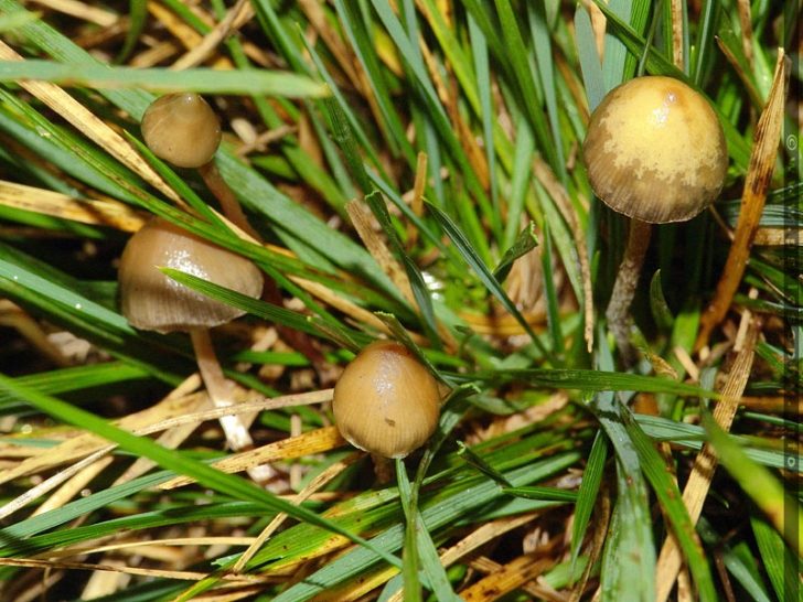 Na zdjęciu widoczne ukryte w wilgotnej trawie grzybki. Charakteryzują się niewielkim rozmiarem, wąskim i wydłużonym trzonem oraz szpiczastym kapeluszem.